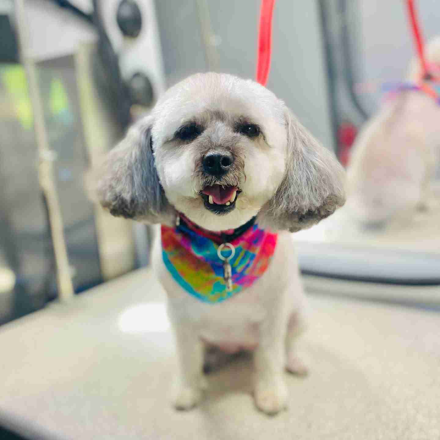 Visit Pet Rinse Repeat's grooming salon for specialized pet care.