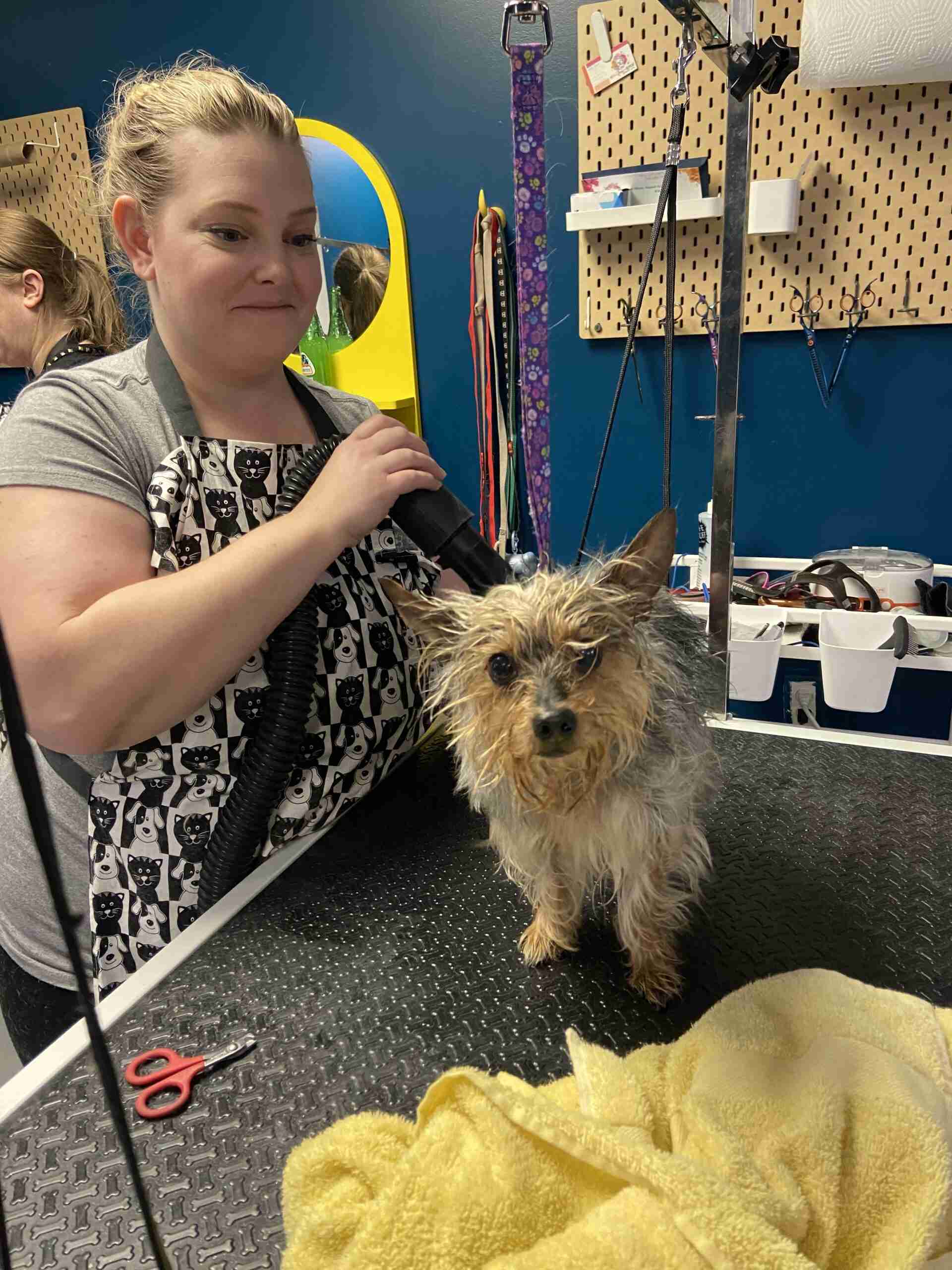 Explore the boarding facilities and Mobile Dog Gym for a healthy, active pet.