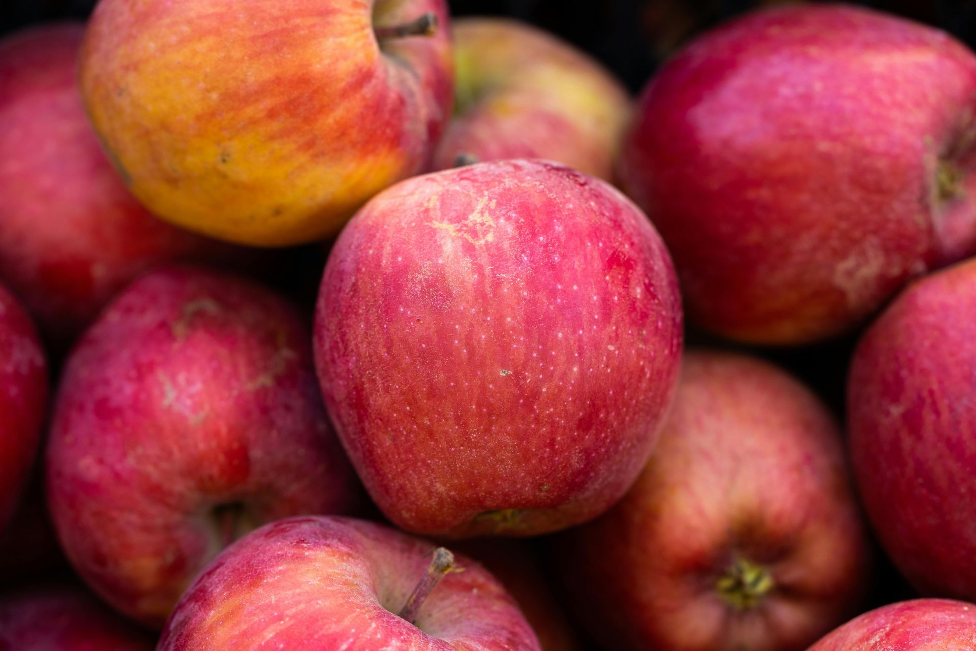 Freshly harvested red apples showcasing Weston Orchard’s multi-generational farming legacy.