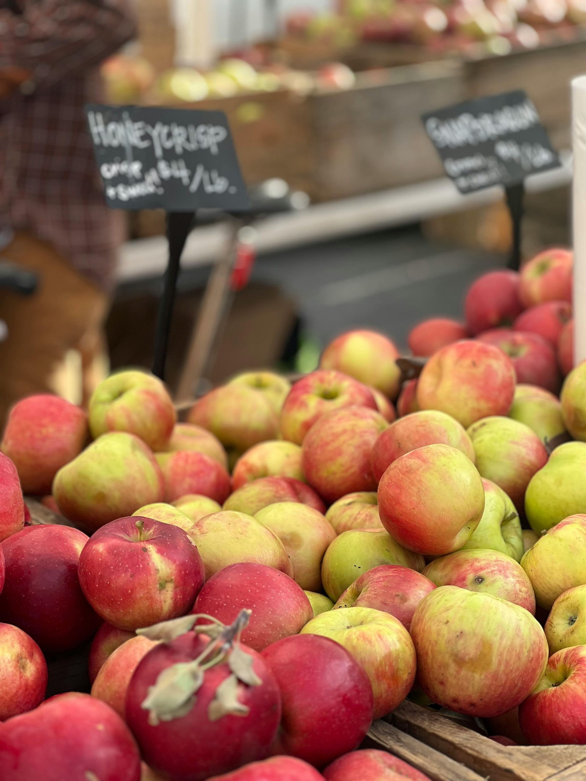 Honeycrisp apples available for U-Pick at Weston Orchard.