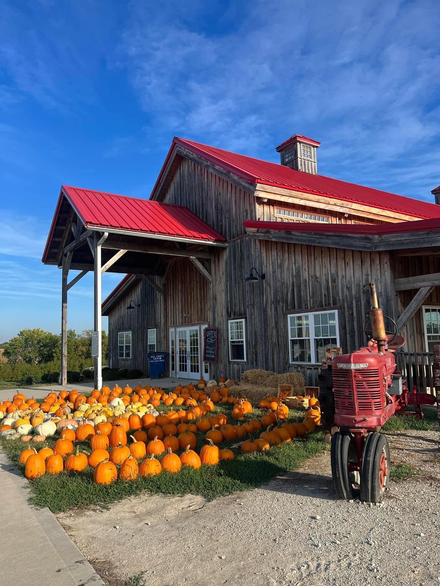 Tractor and barn filled with pumpkins during Weston Orchard’s fall festivities.